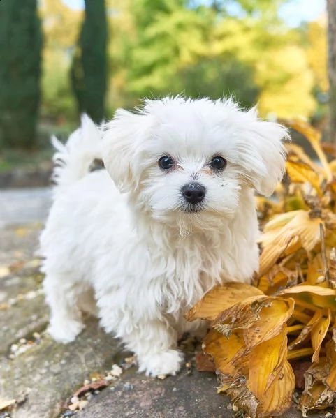 regalo cuccioli di maltese mini toy  cuccioli di maltese mini toy cuccioli di maltese, maschi e femm