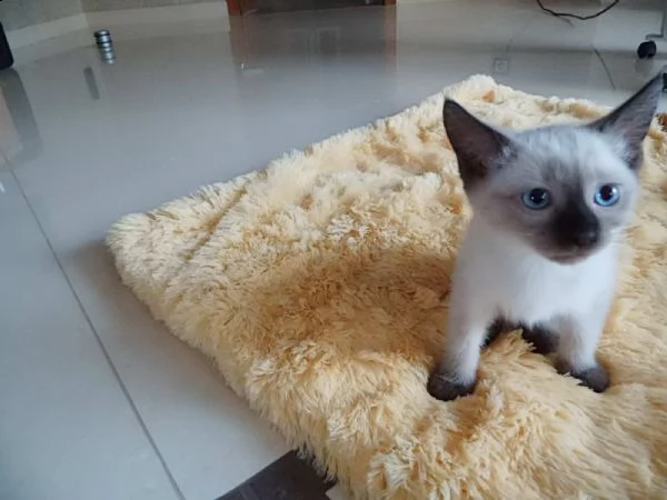 meravigliosi cuccioli di siamese