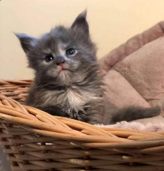 splendidi cuccioli di maine coon