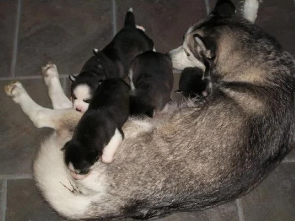 cucciolo vaccinata di husky siberiano