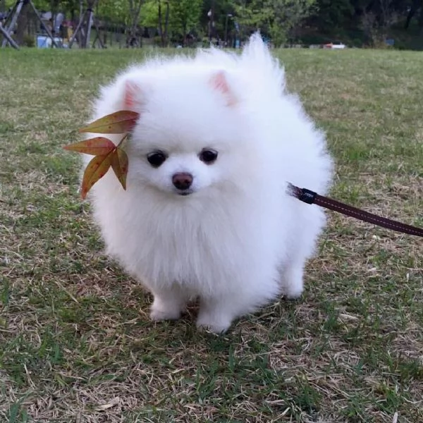 regalo volpino pomerania cuccioli