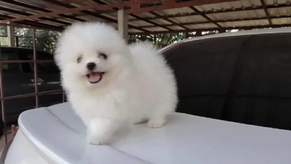 regalo cuccioli pomerania maschio e femmina