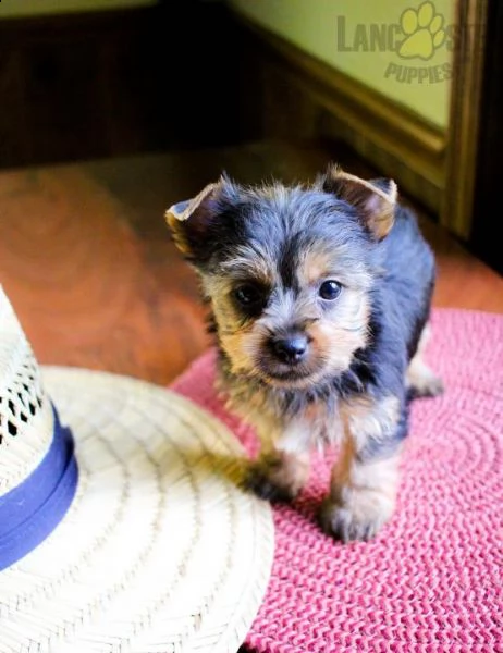 bellissimo cucciolo di yorkshire per regalo | Foto 0