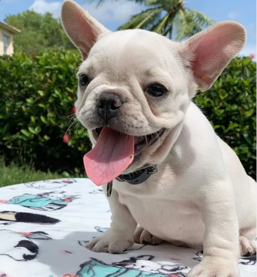 regalo cuccioli bulldog in bianco e nero per l'adozione | Foto 0