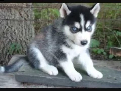 regalo husky cuccioli disponible per l'adozione