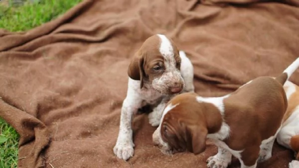 cuccioli di bracco ungherese / vizsla