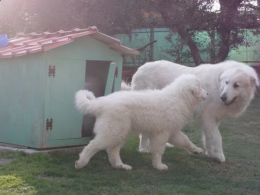 cane da montagna dei pirenei 