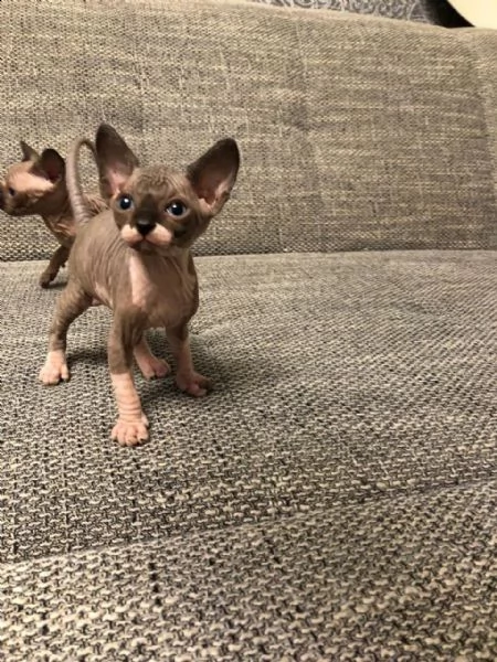 nuovi cuccioli sphynx disponibili