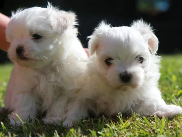 delicatamente e adorabili cuccioli di maltese femminucce e maschietti disponibil