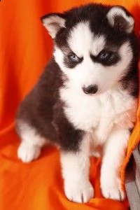 cuccioli husky