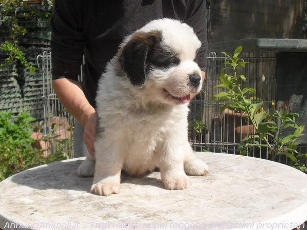 regalo cuccioli san bernardo