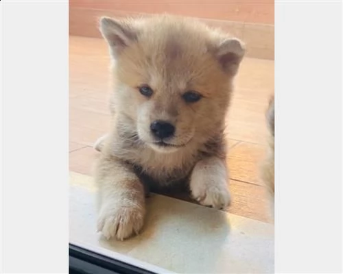 akita inu