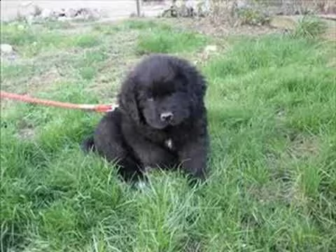 cuccioli di barboncino neri