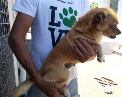 dolcissima cagnolina mix pechinese taglia piccola