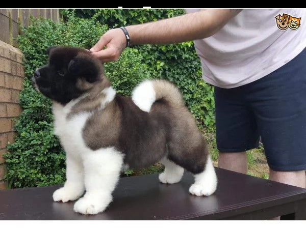  ~~~bellissimi cuccioli di akita inu regalo.  bellissimi cuccioli di akita inu di circa 3 mesi con i