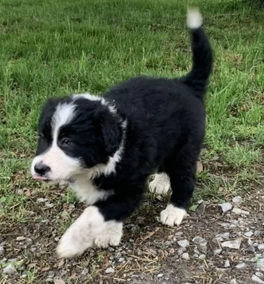 border collie