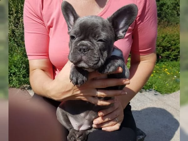 bouledogue francese blu maschio