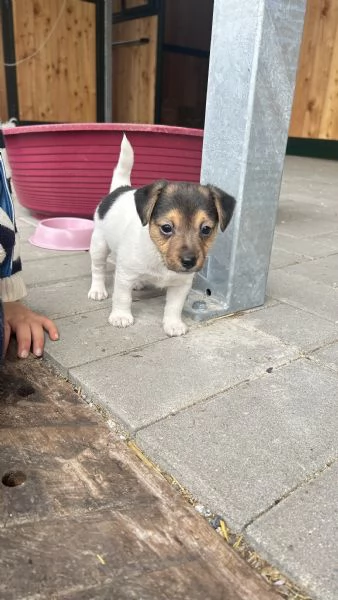 Cuccioli Jack Russel | Foto 1