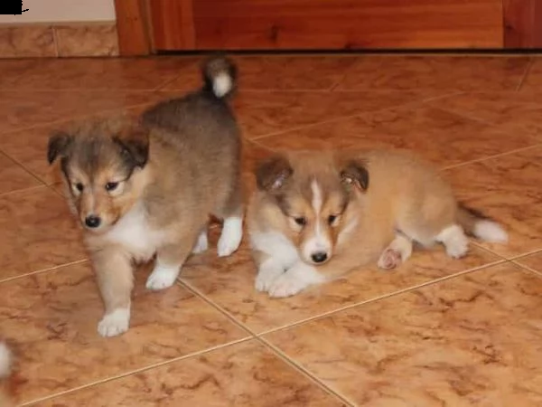 regalo cuccioli shetland sheepdog