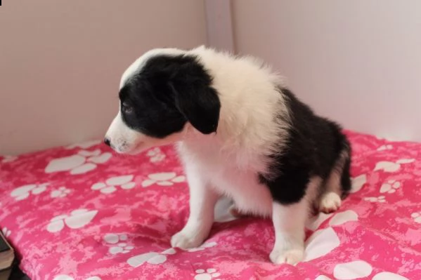 regalo adorabili cuccioli di border collie femminucce e maschietti disponibili per l'adozione gratui