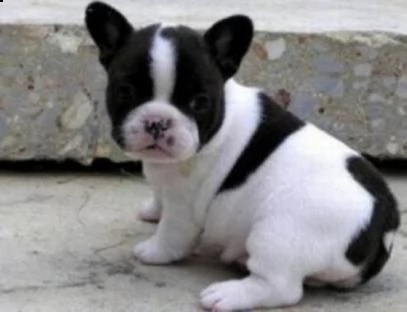   regalo:::regalo bulldog francese blu bianco femmina e maschio    regalo bellissimo cucciolo di bul