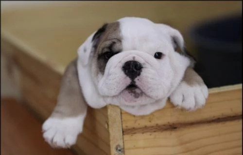 bulldog inglese pedigree