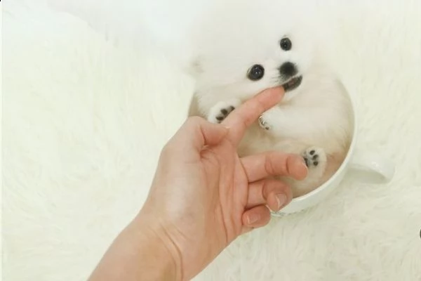 regalo cuccioli volpino della pomerania con pedigree