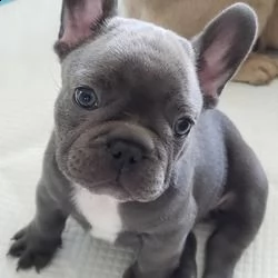 regalo  cuccioli di bulldog francese maschi e femmine disponibili per l'adozione.   cuccioli di bull