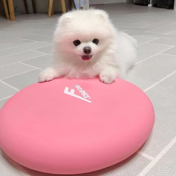 cucciolo volpino pomerania da privato