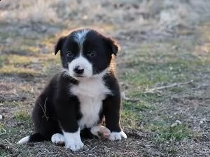 vendita cucciolo border collie