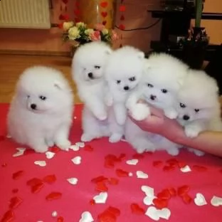  volpino pomerania cuccioli con pedigree 