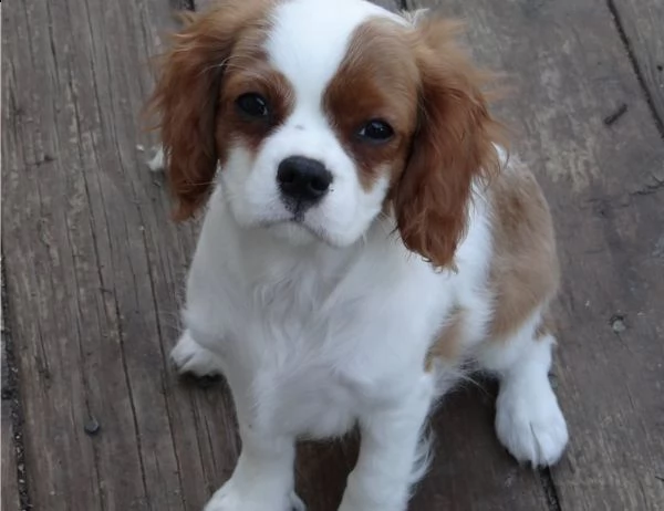 regalo cuccioli volpino della pomerania con pedigree