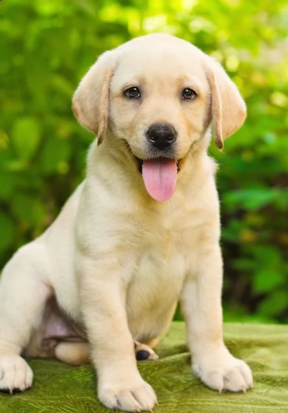 vendita cucciolo cuccioli labrador retriver 