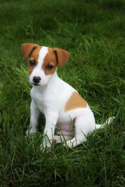 vendita cucciolo cuccioli di jack russell ottima genealogia