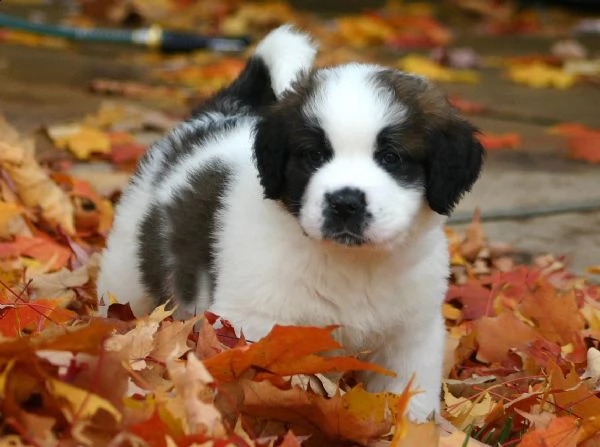 regalo san bernardo cuccioli  abbiamo due di questi cuccioli. un maschio e una femmina. sono molto s