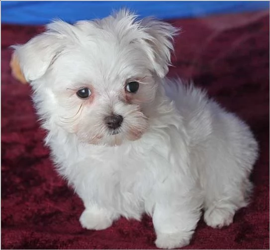 disponibile cuccioli maltese mini toy