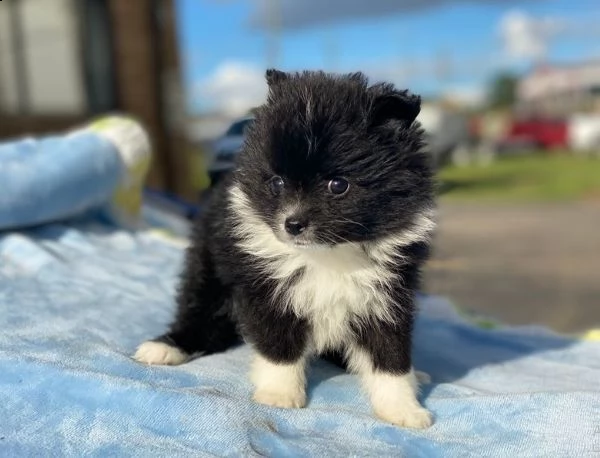 incredibile cucciolo pomernariano di 12 settimane | Foto 1