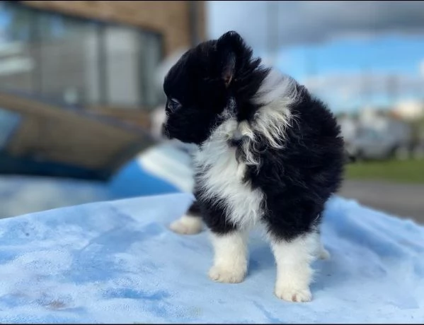 incredibile cucciolo pomernariano di 12 settimane