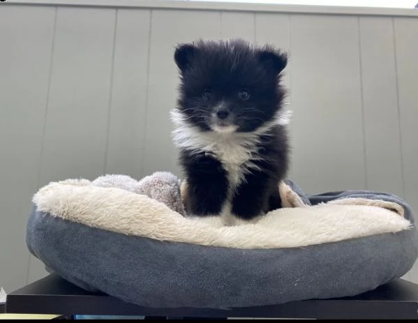 incredibile cucciolo pomernariano di 12 settimane | Foto 0