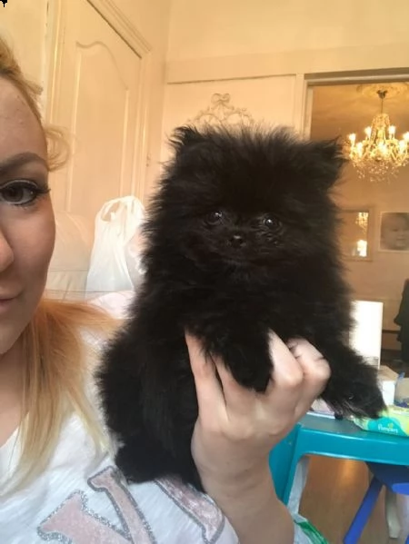 disponibili cuccioli di pomeranian di tre mesi e si cedono con gia le vaccinazioni, svermazioni e mi