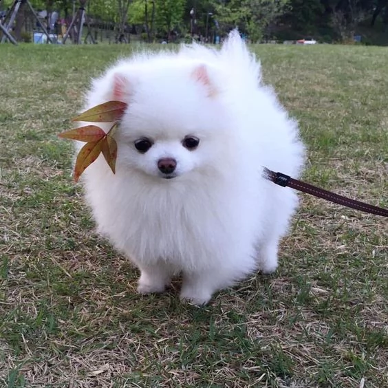 cucciolo volpino pomerania da privato♡♡