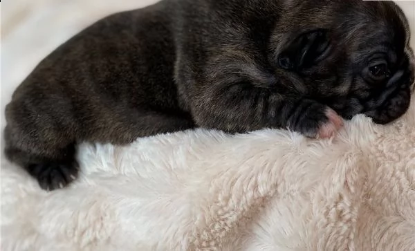 cucciolata di bouledogue francese