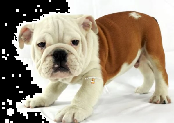  regalo cuccioli di bulldog inglese