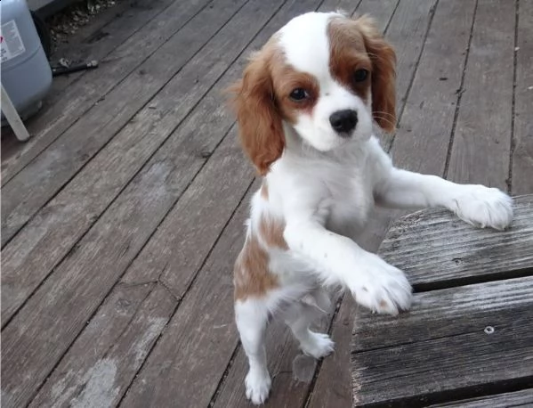 regalo cuccioli di cavalier king