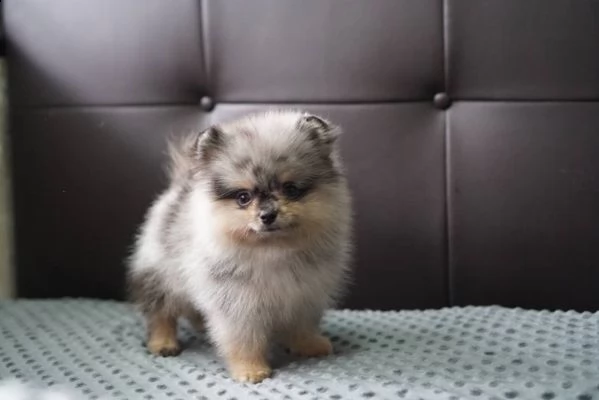 volpini spitz di pomerania cuccioli bicolore