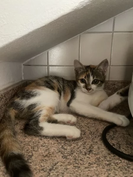 Dolcissima gattina di circa due mesi e mezzo cerca casa! | Foto 3