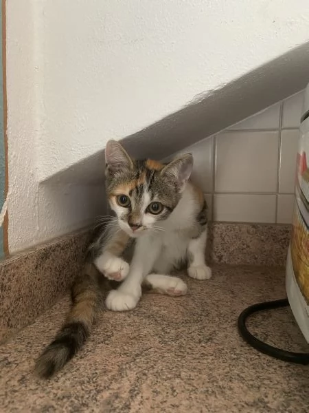 Dolcissima gattina di circa due mesi e mezzo cerca casa! | Foto 1