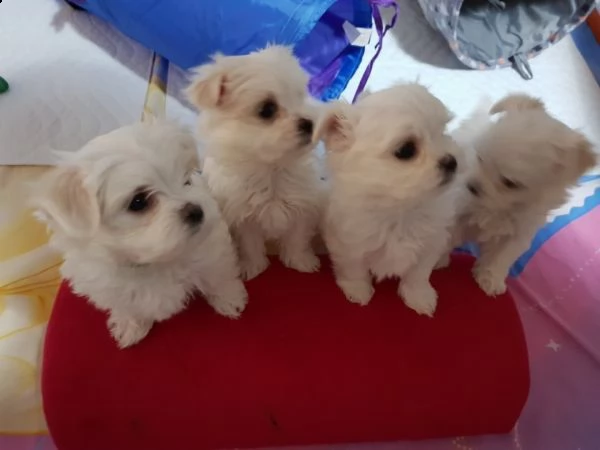 bellissimi cuccioli di maltese maschio e femmina 