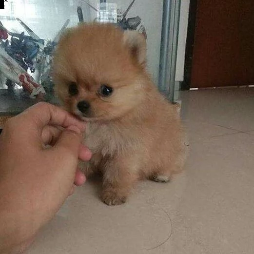  adorabile cucciolo di pomerania per ricevere una nuova famiglia