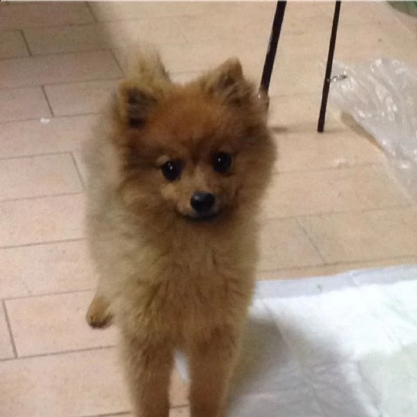 __adorabile cucciolo di pomerania per l'adozione__